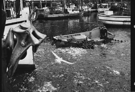Herring seining at City Float, 1955