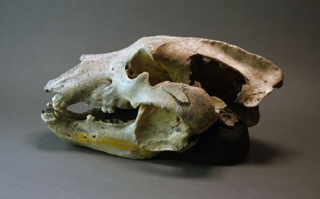 Groaner skull - side profile