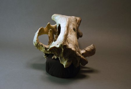 Groaner skull