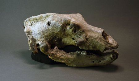 Groaner skull - side profile