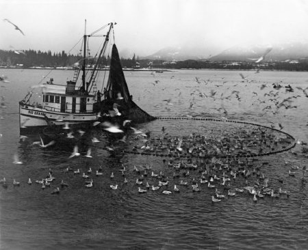 Pulling a herring set in Tongass Narrows, 1945