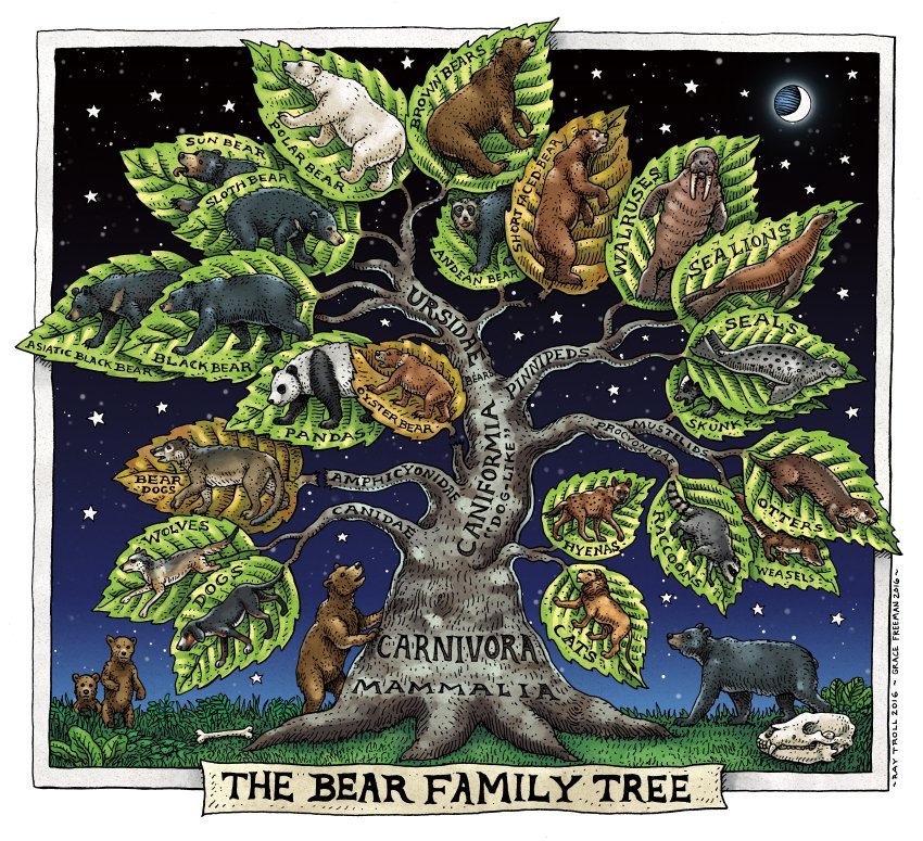 Bear Family Tree, 2017