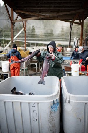 Cedar Jansson Disposing Coho After Spawning, 2023, Brooke Ratzat