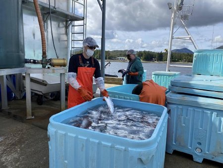 Port Samplers Gather Data for Managing Southeast Alaska Salmon Stock
