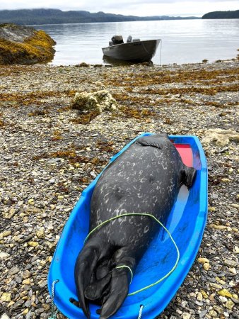 Harbor Seal in Sled