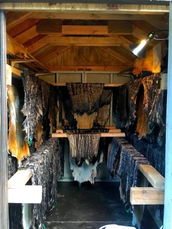 Drying Sea Otter Hides in Shed