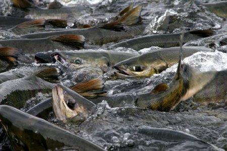 Chum Salmon, 2005, Matt Allen