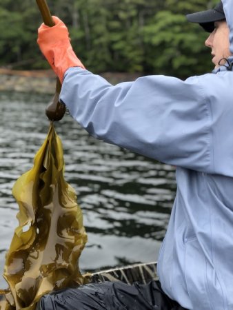 Jenn Brown Harvesting Bull Kelp