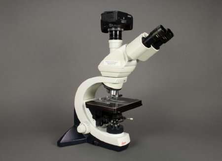 Otolith Slide Under Microscope