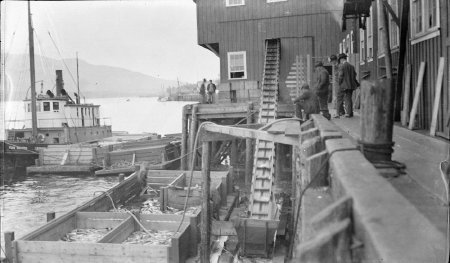 Fish Elevators Offloading Salmon from Scows at Cannery, circa 1923