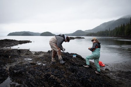 Collecting Samples for PSP Testing