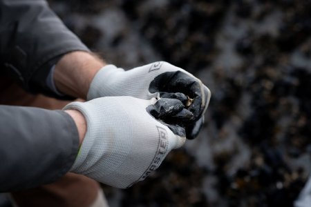 Blue Mussels