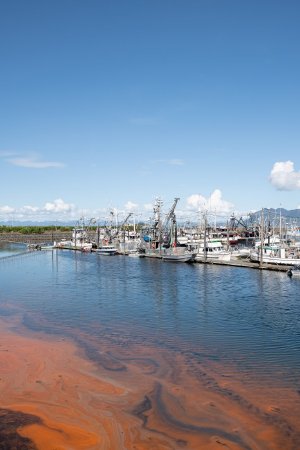 Algal Bloom in Metlakatla, AK