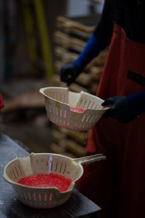 Coho Eggs