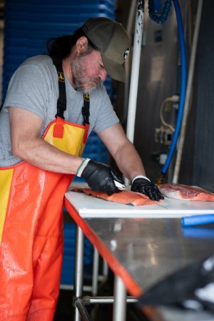 Filleting Salmon