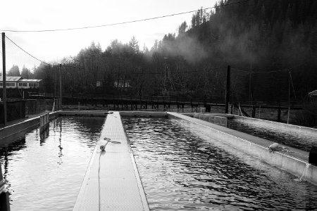 Raceways at the Whitman Lake Hatchery