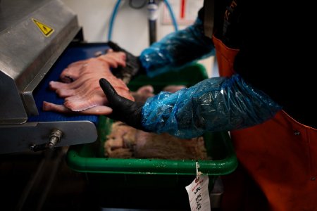 Placing Cut Salmon Strips in Brine Mixture