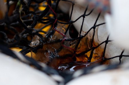 Lion's Mane Jellyfish Caught in Seine Net <i>F/V Johnnie B</i>