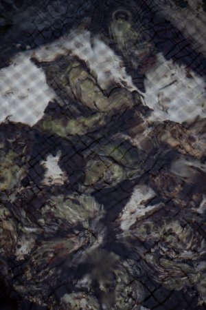 Oysters Growing on the Deck of the OceansAlaska Barge