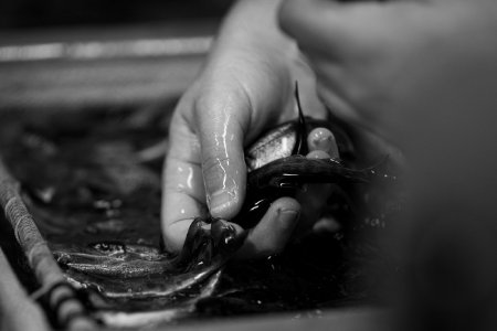 Salmon Ready for Tagging