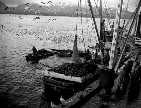 Libby 4 hauling in a Herring set at the Ketchikan Cold Storage dock
