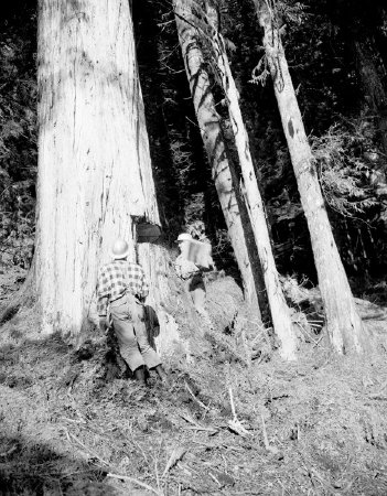 Falling cedar near Hollis, 1954